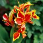 5 Seeds LIVE RHIZOME Large Poly Gay Canna Lily Rhizome Variegated Tricolor
