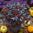 30 Seeds Onyx Red Ornamental Pepper Bonsai