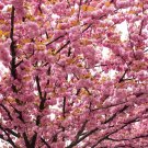 20 Seeds Pink Beautiful Oriental Cherry Sakura Tree