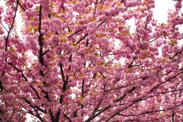 20 Seeds Pink Beautiful Oriental Cherry Sakura Tree