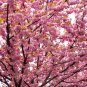 20 Seeds Pink Beautiful Oriental Cherry Sakura Tree