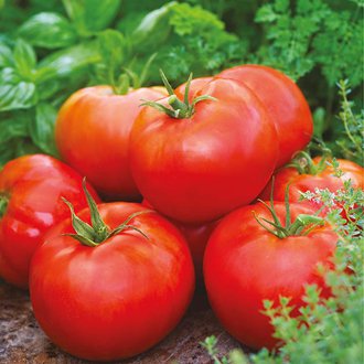 100 Seeds Gigantomo Tomato Giant Tomatoes