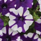 200 Seeds Blue Star White Stripe Express Petunia
