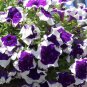 200 Seeds Blue Star White Stripe Express Petunia