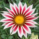 30 Seeds Gazania White Yellow Petals Purple Black Stripe Treasure Flower
