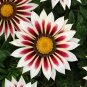 30 Seeds Gazania White Yellow Petals Purple Black Stripe Treasure Flower