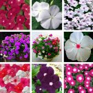 20 Seeds Vinca Rosea Periwinkle Little Linda Mixed