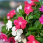 20 Seeds Vinca Rosea Periwinkle Little Linda Mixed