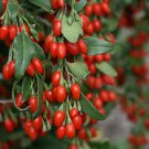 60 Seeds Chinese Wolfberry Lycium barbarum