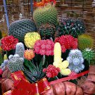 10 Seeds Mix Cactus Echinopsis Tubiflora Ball Cactus Perennial Succulent