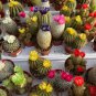 10 Seeds Mix Cactus Echinopsis Tubiflora Ball Cactus Perennial Succulent