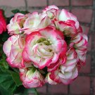 10 Seeds Geranium White Red Ball Type Flower