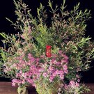 3 Seeds Geraldton Wax  (Chamaelaucium uncinatum)
