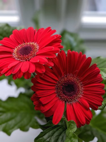 100 Seeds Gerbera Red African Transvaal Daisy