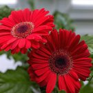 1000 Seeds Gerbera Red African Transvaal Daisy
