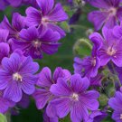 10 Seeds Geranium Dark Purple 'violet butterfly' Perennial Bonsai Flowers