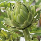 4 Seeds Green Globe Italian Artichoke