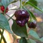 50 Seeds Rare Black Scorpion Tongue Chili Pepper Organic