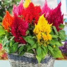 200 Seeds Dwarf Plumed Cockscomb Mixed