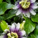20 Seeds Rare 'wind' Granadilla Passion Fruit Perennial Climbing Flower