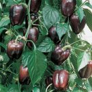 20 Seeds Mini Chocolate Sweet Bell Pepper