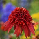 100 Seeds Rare Imported 'Hot Papaya' Red Echinacea Coneflowers with Double Petals