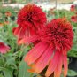 100 Seeds Rare Imported 'Hot Papaya' Red Echinacea Coneflowers with Double Petals