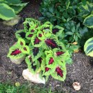 20 Seeds Kong Lime Sprite Coleus Herbs