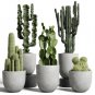 10 Seeds Cactus Indoor Outdoor Planting available