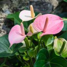100 Seeds Anthurium Light Pink Flowers