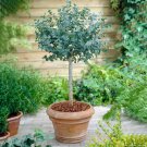 100 Seeds Blue Eucalyptus Mini Tree Exotic Shrub Flower Pots Planters Tropical