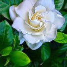 5 Seeds Rare Gardenia Bonsai (Cape Jasmine) Amazing Smell & Beautiful Flower