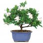 5 Seeds Rare Gardenia Bonsai (Cape Jasmine) Amazing Smell & Beautiful Flower