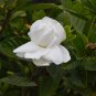 5 Seeds Rare Gardenia Bonsai (Cape Jasmine) Amazing Smell & Beautiful Flower