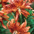 50 Seeds Tiger Skins Lilium Brownii Flower