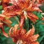 50 Seeds Tiger Skins Lilium Brownii Flower