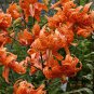 50 Seeds Tiger Skins Lilium Brownii Flower