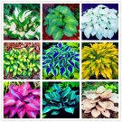 100 Seeds Colorful Hosta