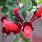 100 Seeds Rare Flower Lipstick