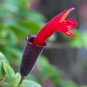 100 Seeds Rare Flower Lipstick