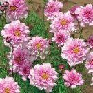 50 Seeds Cosmos Bipinnatus Double Bonbon Rose Pink Bicolour Perennial Flowers