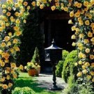 50 Seeds Big Blooming Yellow Turbine-like Climbing Rose