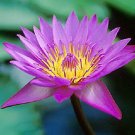 5 Seeds Purple Nymphaea Caerulea Asian Water Lily Pad Flower Pond