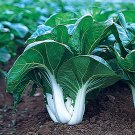 200 Seeds Pak Choi White Stem Chinese Cabbage