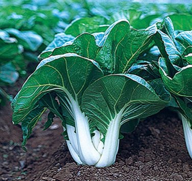 200 Seeds Pak Choi White Stem Chinese Cabbage