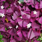 2 Seeds Red Woodsorrel Oxalis Corymbosa Flower