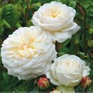50 Seeds Rare 'Tranquillity' Radiant Ravishing Pure White Fragrant Rose Flower