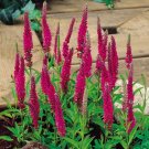 50 Seeds Veronica Spicata 'Red Fox' Montgomeryshire Spiked Speedwell Perennial