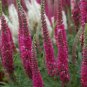 50 Seeds Veronica Spicata 'Red Fox' Montgomeryshire Spiked Speedwell Perennial