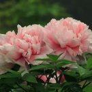 5 Seeds Rare Heirloom Pink Peony 'Gu Luo Kui' Garden Plant